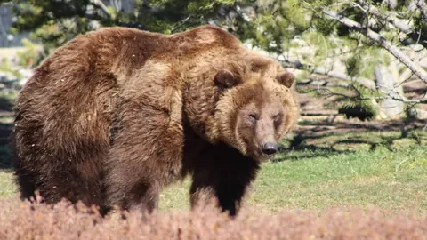 范戴克单场传球破百，领跑英超本赛季纪录